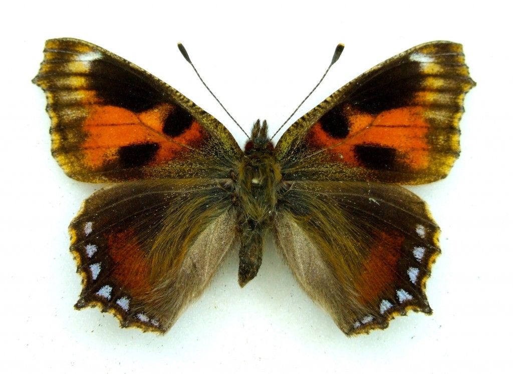 Aglais urticae dannenbergi (small tortoiseshell, aberration) (Internet Image property of respective owner, non-commercial use only)